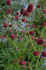 Sanguisorba menziesii alaskan for sale  RICHMOND