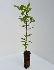 Leccio elce quercus usato  Valmacca