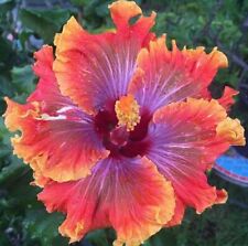 Purple orange pink for sale  Ravensdale