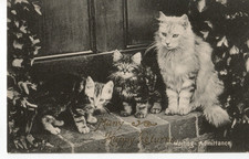 Vintage postcard.kittens waiti for sale  LOANHEAD