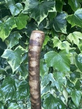Hazel walking stick for sale  BEDFORD