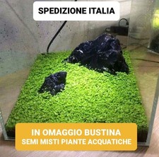 Semi pianta acquatica usato  Italia