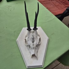 Deko geweih gebraucht kaufen  Waldkirch