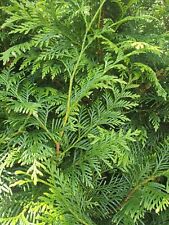 Thuja plicata Martin perfect for Hedge 100cm na sprzedaż  PL