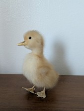 Genuine taxidermy duckling for sale Genuine taxidermy duckling for sale  LEICESTER