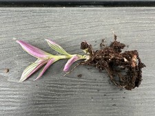 Pink tradescantia sweetness for sale  GLOUCESTER