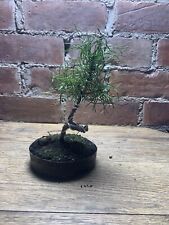 pine tree for sale  HULL