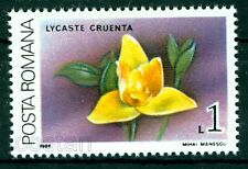 1988 orchidea orchidea usato  Spedire a Italy