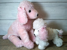 Curly poodle dogs for sale  Grass Valley