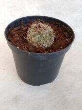Pelecyphora strombiliformis va usato  Spilamberto