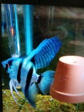 Beautiful blue zebra for sale  Henrico