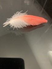 African grey red for sale  HARROW