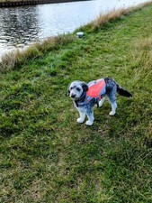 Dog swim vest. for sale  MATLOCK