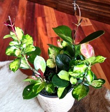 Rare hoya australis for sale  Glenmoore