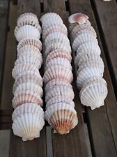 Lot coquilles saint d'occasion  Niort