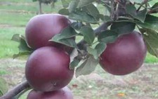 Arkansas black apple for sale  Spring City