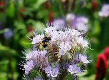 Purple tansy seeds for sale  WALLASEY