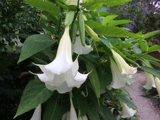 Brugmansia white angel for sale  BECCLES