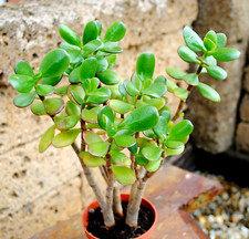 Crassula vata geldbaum gebraucht kaufen  Langenberg