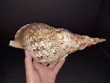 Giant beautiful triton for sale  Winchester