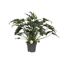 Baumfreund philodendron xanadu gebraucht kaufen  Düsseldorf