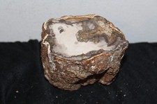 Fossilien versteinertes holz gebraucht kaufen  Gevelsberg
