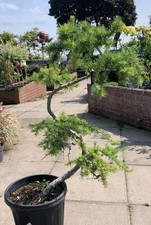Pine bonsai large for sale  WOLVERHAMPTON