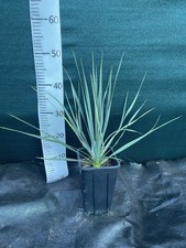 rostrata yucca for sale  ASHFORD