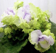 African violet plant. for sale  Summerville