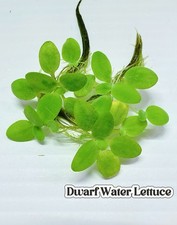 Leaves dwarf water for sale  Garden Grove