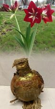 Amaryllis barbados red for sale  ALFRETON