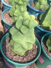 Totem pólo cacto 'Lophocereus schottii 'monstroso' cacto suculento   comprar usado  Enviando para Brazil