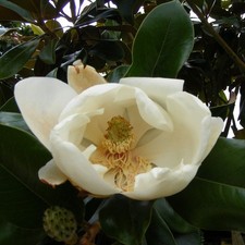 Magnolia grandiflora nannetens d'occasion  Pouzauges