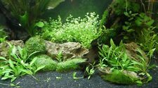 Aquariumpflanzen set 300 gebraucht kaufen  Dresden