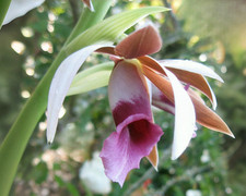 Nun orchid tropical for sale  Bowling Green