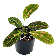 Maranta red prayer for sale  Modesto