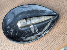 Polished orthoceras fossilized for sale  THORNTON-CLEVELEYS