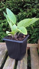 Comfrey bocking organic for sale  MIDDLESBROUGH