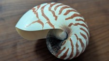 Nautilus muschel schön gebraucht kaufen  Weinstadt