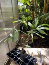 Licuala paludosa palm for sale  Port Saint Lucie