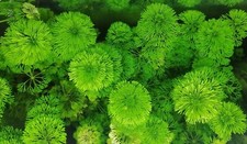Limnophila sessiliflora usato  Lanciano