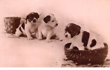 Chiens 71381 chiots d'occasion  France
