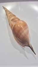 TIBIA INSULAECHORAB  GIANT SHELL !!, usado comprar usado  Enviando para Brazil