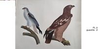 Oiseaux nil syrie d'occasion  Paris-