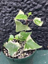 Senecio macroglossus variegate for sale  FAKENHAM