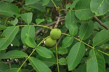 Juglans regia beautiful for sale  NEWRY