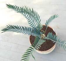 Encephalartos lehmannii 5cm usato  Napoli