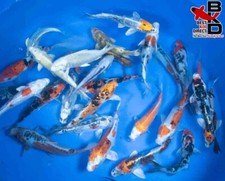Premium grade standard for sale  Claudville