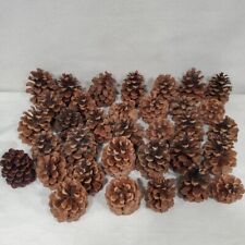 Real pine cones for sale  Pueblo