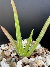Aloe vera variegata for sale  Marana